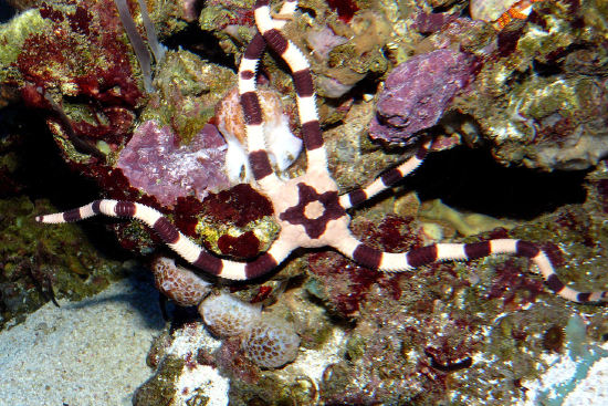  Ophiolepis superba (Superb Brittle Star, Painted Serpent Starfish)